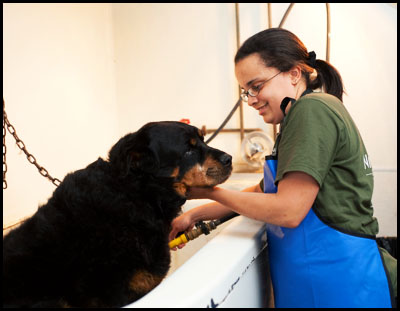 dog grooming, dog kennel in massachusetts