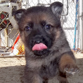 german-shepard-puppy-for-sale-ma